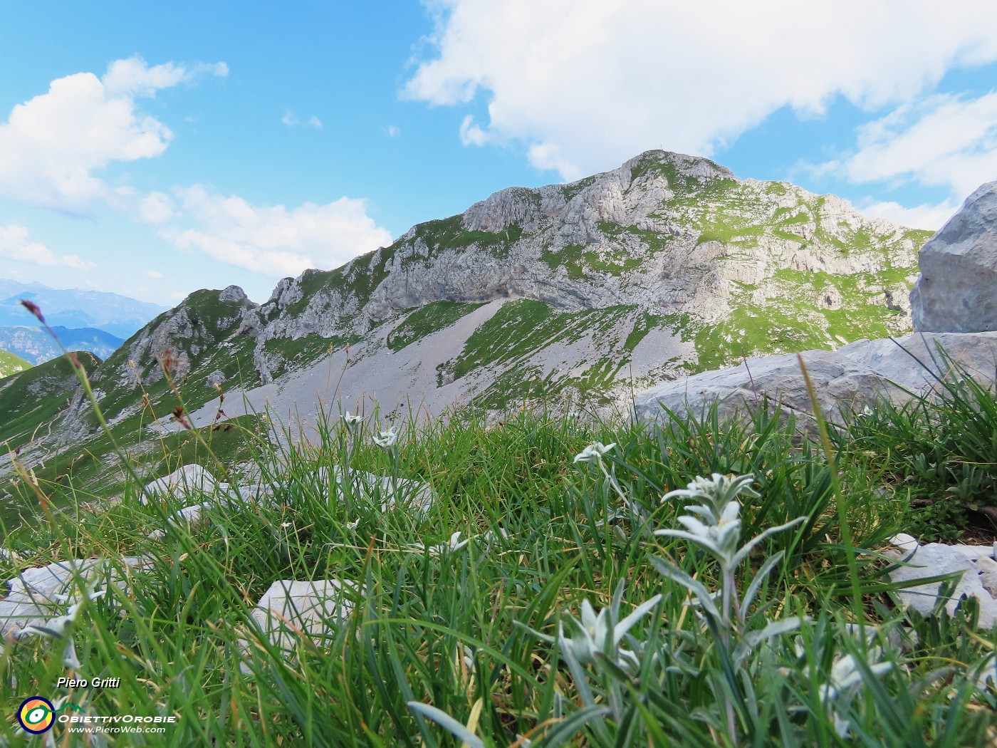 46 Leontopodium alpinum (Stella alpina) con vista in Corna Piana.JPG